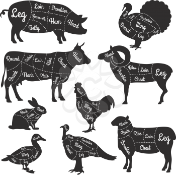 Illustrations for butcher shop. Cutting lines of different parts of domestic animals. Vector butcher animal part, meat diagram scheme rabbit and lamb, cattle and rooster