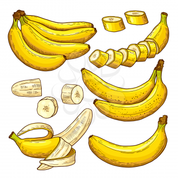 Vector set of colored bananas. Tropical symbols. Hand drawing illustrations. Banana tropical exotic fruit in hand draw style