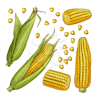 Vector farm illustrations. Different sides of corn cob and organic vegetable, farm natural ripe corn