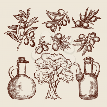 Olive oil in bottling. Olive tree and other hand drawn foods. Tree olive and oil bottle organic. Vector illustration