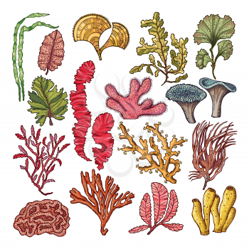 Seaweed and corals. Underwater natural plants isolated. Coral and underwater marine plant. Vector illustration