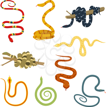 Pictures of colored reptiles. Poisonous snakes collection. Vector cartoon poisonous and dangerous serpent, python and cobra illustration