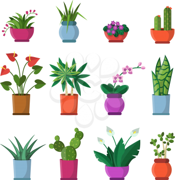 Vector illustrations of house plants in pots. Plant in pot, home flowerpot, houseplant flower