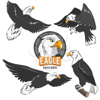 Set of cartoon eagles in different action poses. Vector eagle animal flying illustration