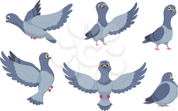 Vector collection of cartoon pigeons. Illustration of bird animal, dove with wings in flight