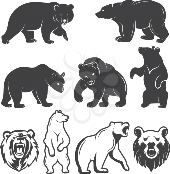 Illustrations of bears. Vector animals set. Animal bear wild, mammal grizzly
