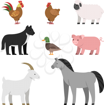 Flat illustrations of farm animals. Vector set of farm animal, pig and chicken, duck and rooster