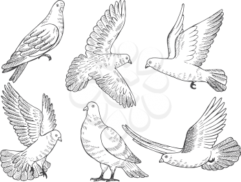 Illustrations set of pigeons. Hand drawn pictures of birds isolate on white. Animal pigeon bird, wild dove drawing vector