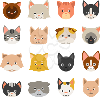 Different faces of cats. Vector kitten character, feline kitty domestic illustration
