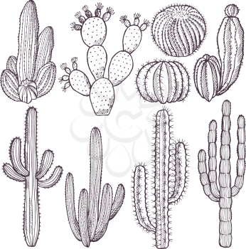 Illustrations of wild cactuses. Vector hand drawn pictures. Cactus plant nature, doodle drawing