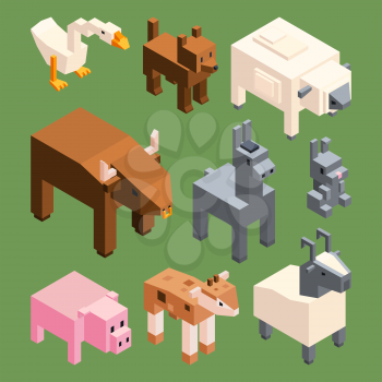 Isometric animals of farm. Vector stylized 3d animals isolate. Illustration of pig and goat, donkey and sheep