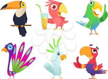 Tropical parrots characters. Feathered exotic macaw birds pets colored wings funny exotic flying arara action poses vector pictures. Animal bird character various colored illustration