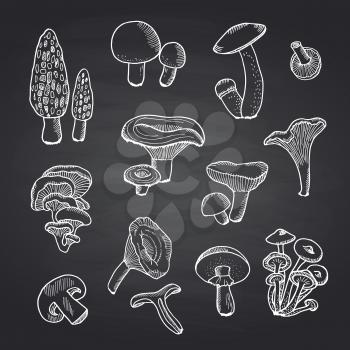 Vector hand drawn foof mushrooms of set on black chalkboard illustration