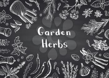 Vector hand drawn herbs and spices on black chalkboard background with place for text illustration. Organic spice white on blackboard, sketch leaf drawing