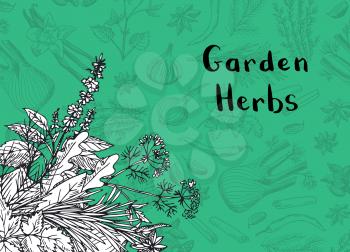 Vector hand drawn herbs and spices background with place for text illustration
