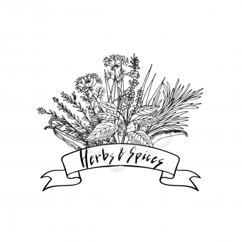 Vector hand drawn herbs and spices in bouquet with ribbon and lettering illustration