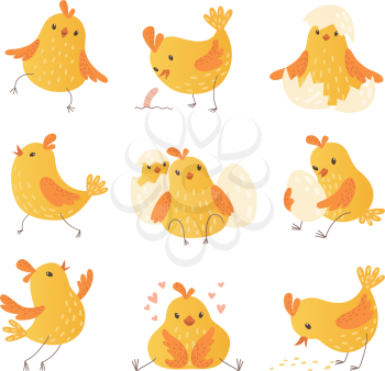 Cartoon chicken. Egg cute yellow little farm birds funny chick vector characters collection. Chicken young yellow, cute character in eggshell illustration
