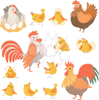 Chicken and rooster. Funny domestic farm animals birds eggs pollo vector cartoon characters. Character chicken farm, rooster illustration