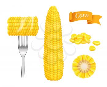 Corn realistic. Harvest fresh cut grains eating corn vector template. Illustration of realistic corn vegetable, vegetarian nutrition