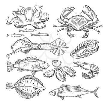 Hand drawing vector illustrations of sea food for restaurant menu. Seafood sketch animal and lobster, vintage hand drawn octopus and mussel, squid and crab