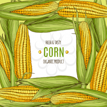 Colored background illustration with corn. Design template with place for your text. Corn organic vegetable in frame poster