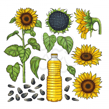 Vector pictures of nature products. Different sides of sunflower. Organic seed and plant for oil illustration
