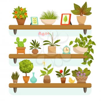 Home plants and decorative flowers in pots, standing on the shelves. Garden flowerpot and green interior house. Vector illustration