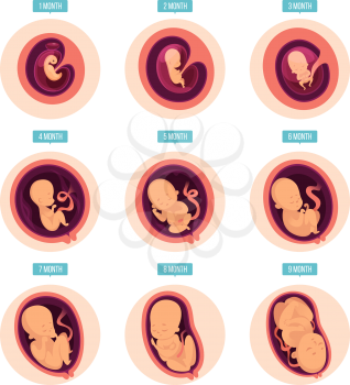 Pregnancy stages. Human growth stages embryo development egg fertility pregnancy stages vector infographic pictures. Illustration of embryo pregnancy, medicine growth stage