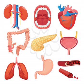 Human organs collection. Brain liver lung stomach muscle vector medical anatomy illustrations. Heart and liver, human anatomy, kidney and lungs