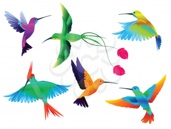 Tropical birds. Hummingbirds toucan colored parrot exotic birds zoo cartoon vector collection. Hummingbird tropical exotic, animal various bright illustration