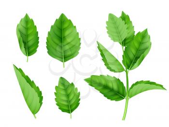 Mint leaves. Menthol spearmint fresh smell nature product vector realistic template. Illustration of menthol and mint, herb spearmint