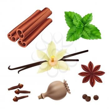 Herbs and spices. Cinnamon vegan leaves fresh vanilla seeds for cooking vector herbs realistic collection. Illustration of cinnamon and vanilla, leaf of mint