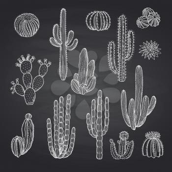 Vector hand drawn wild cacti plants set on black chalkboard background illustration