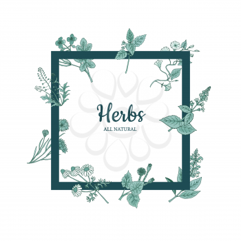 Vector hand drawn medical herbs flying around frame with place for text illustration