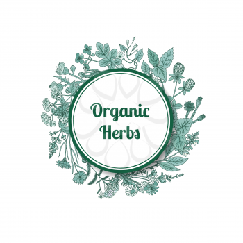Vector hand drawn medical herbs under circle with place for text illustration. Herbal organic label and badge, freshness botany