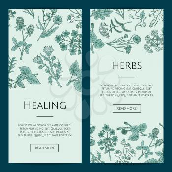 Set of vector hand drawn medical herbs web banner and poster templates illustration