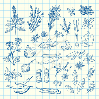 Vector hand drawn herbs and spices on cell sheet illustration. Spice ingredient aroma, drawn rosemary and aromatic plants