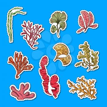 Vector hand drawn seaweed elements sticker set illustration. Underwater seaweed sea sticker, cartoon ocean coral