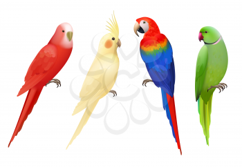 Parrots. Tropical colorful exotic birds macaws nature animals vector realistic parrots collection. Realistic bird parrot, colorful animal fauna illustration