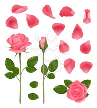 Pink roses. Buds and petals of beautiful romantic wedding plants roses with leaves vector realistic pictures set. Rose bloom pink to, wedding decoration illustration