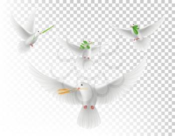 Realistic pigeons with branches. White flying doves isolated vector set. Illustration realistic pigeon with green branch