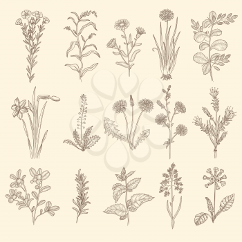 Medical herbs sketch. Botanical floral therapy natural plants with leaves vector flowers collection. Medical floral botanical, natural plant therapy illustration