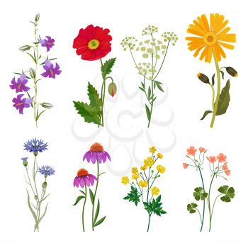 Wild flowers. Plants botanical collection vector floral set meadow anise. Illustration floral meadow, summer flower drawing