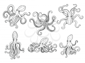 Octopus. Ocean fishes big underwater monster wild squid vector hand drawn marine tattoo template. Illustration octopus ocean, animal monster tattoo