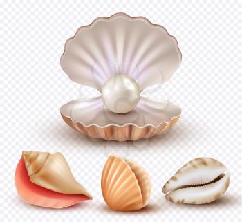 Realistic seashells. Mollusk shells ocean beach objects luxury pearls open concha vector collection. Pearl shell mollusk, ocean seashell illustration