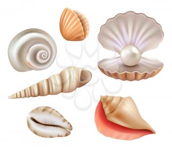 Open seashells. Luxury pearls and marine objects from sea or ocean vector realistic set. Mollusk and shell, seashell with jewelry, precious illustration
