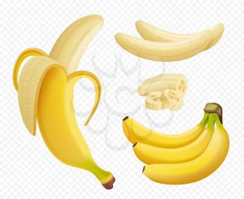 Banana realistic. Healthy natural exotic fruits foods plants vector pictures isolated. Exotic healthy banana fruit, organic nutrition vegetarian illustration