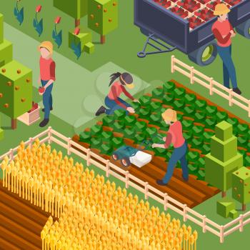 Farmers harvest. Isometric people working on field growth natural eco food watering and cultivated countryside education vector workers. Farmer and agriculture isometric, harvest farming illustration