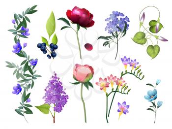 Floral collection. Wedding flowers with leaves vector colored flowers botanical pictures set. Illustration of floral botanical, flower and plant