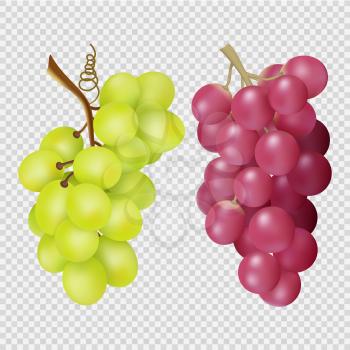 Realistic grapes isolated on transparent background. Vector bunches of red and white grapes. Illustration of grape food, juicy red and white harvest